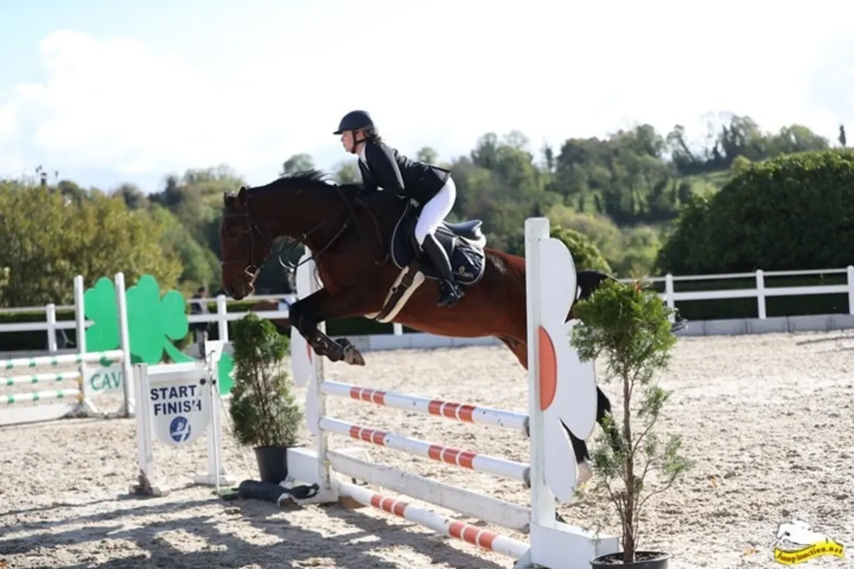 Showjumping mare - Image 4