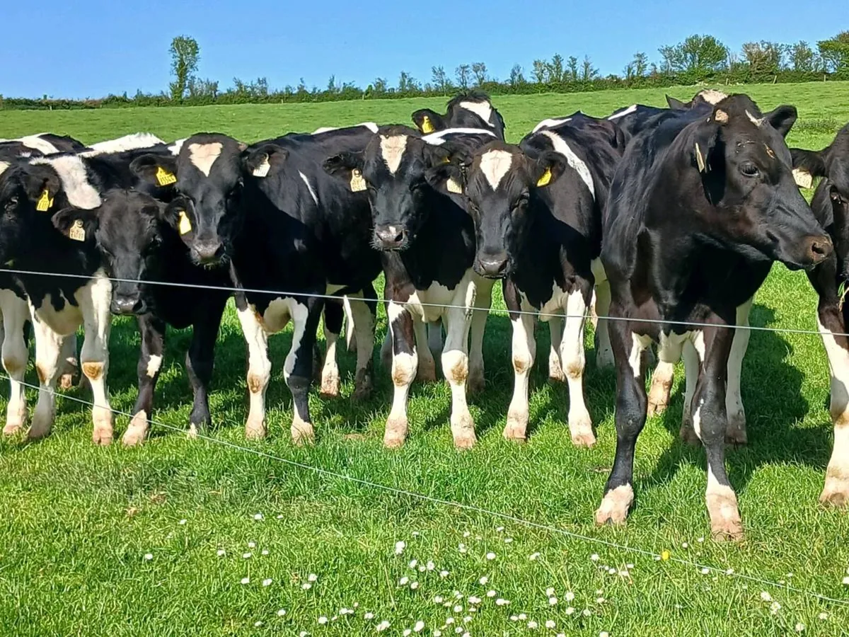 25 FRIESIAN BULLOCKS - Image 4