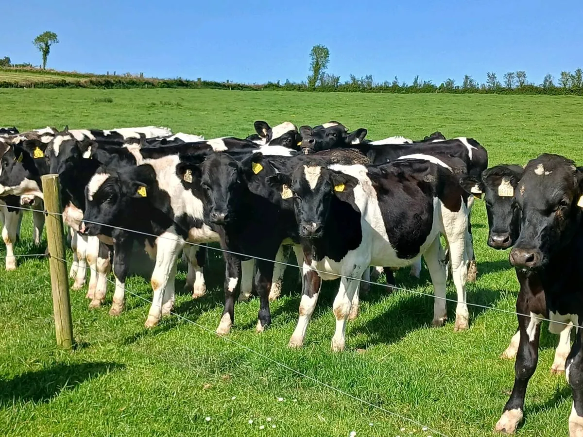 25 FRIESIAN BULLOCKS - Image 1