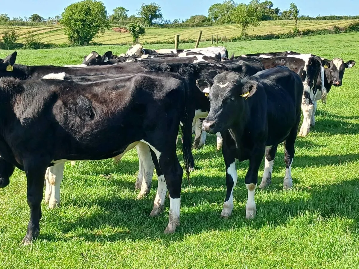25 FRIESIAN BULLOCKS - Image 2