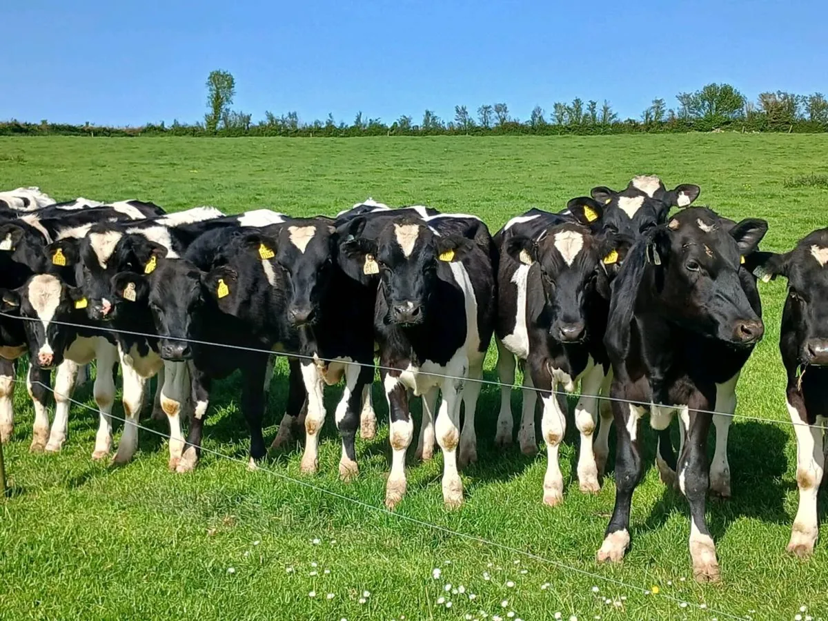 25 FRIESIAN BULLOCKS - Image 3