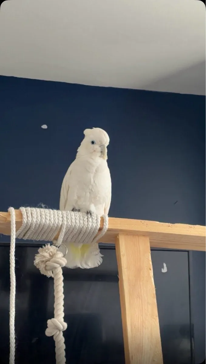 Ducorps Cockatoo - Image 2