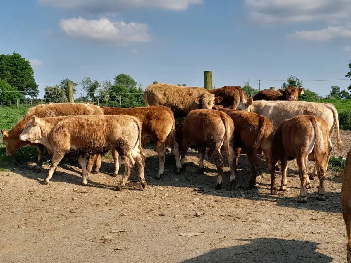 13 Smashing Limousine Bullocks - Image 2