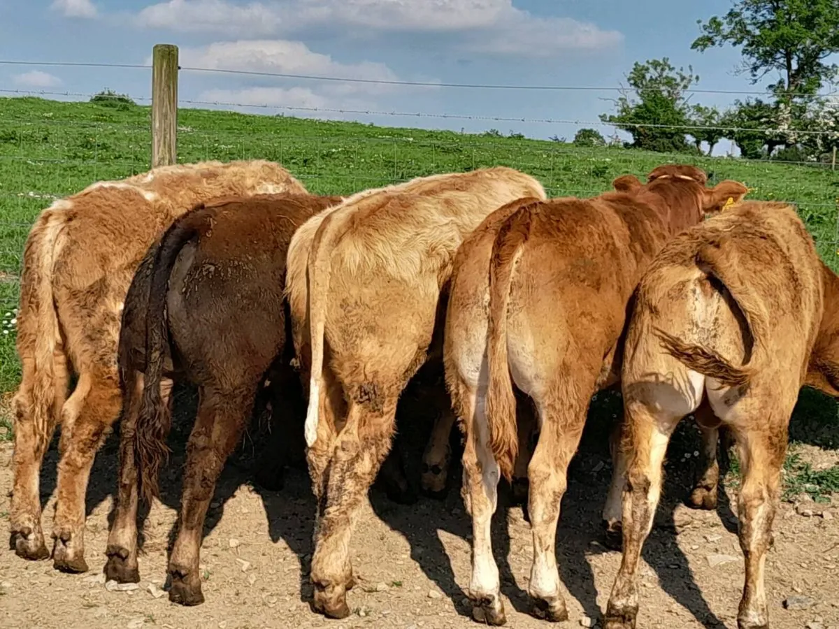 13 Smashing Limousine Bullocks - Image 3