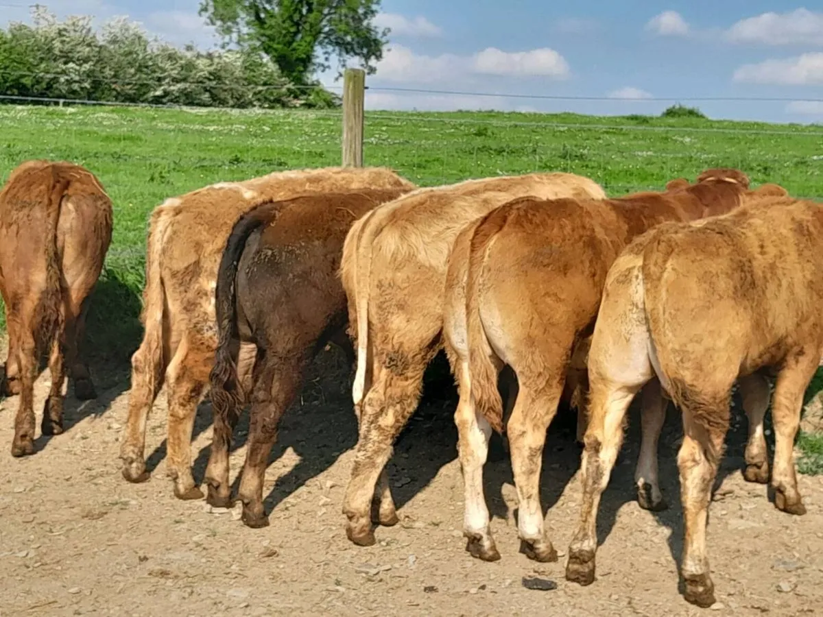 13 Smashing Limousine Bullocks - Image 4
