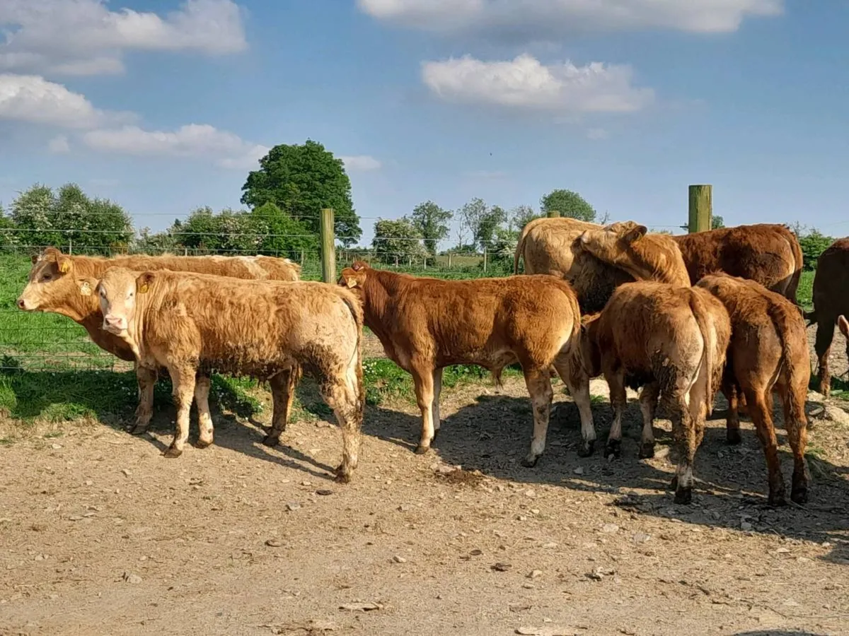 13 Smashing Limousine Bullocks - Image 1