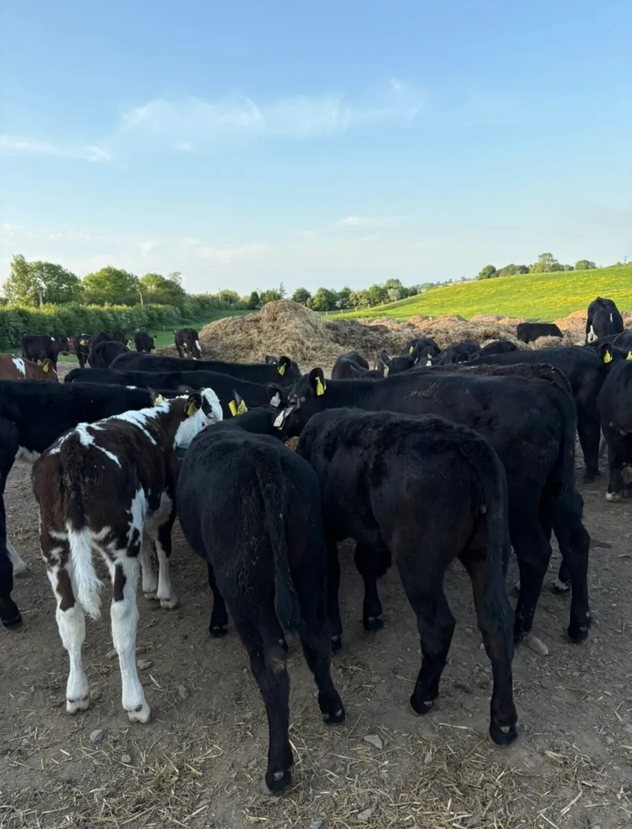 60 smashing reared 3 month old  heifers 🔥🔥 - Image 1