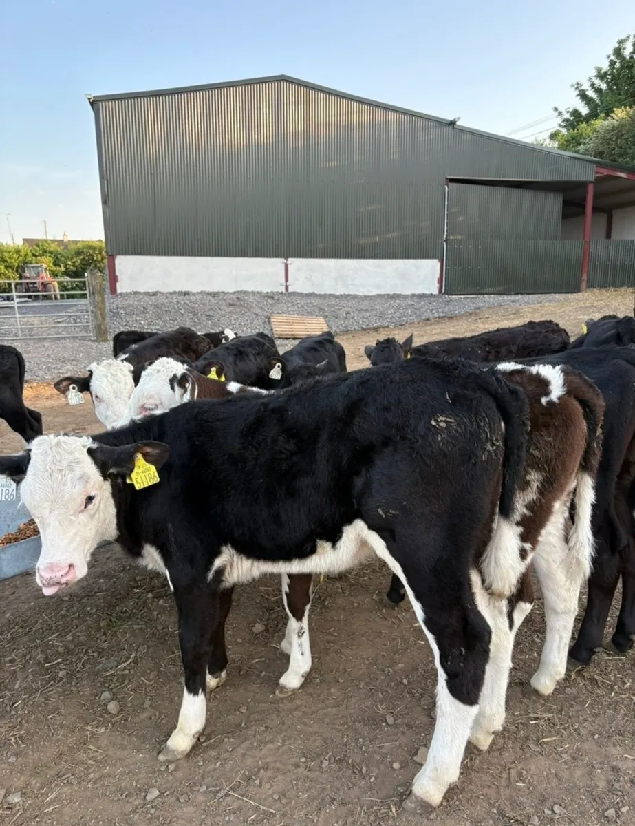 60 smashing reared 3 month old  heifers 🔥🔥 - Image 2