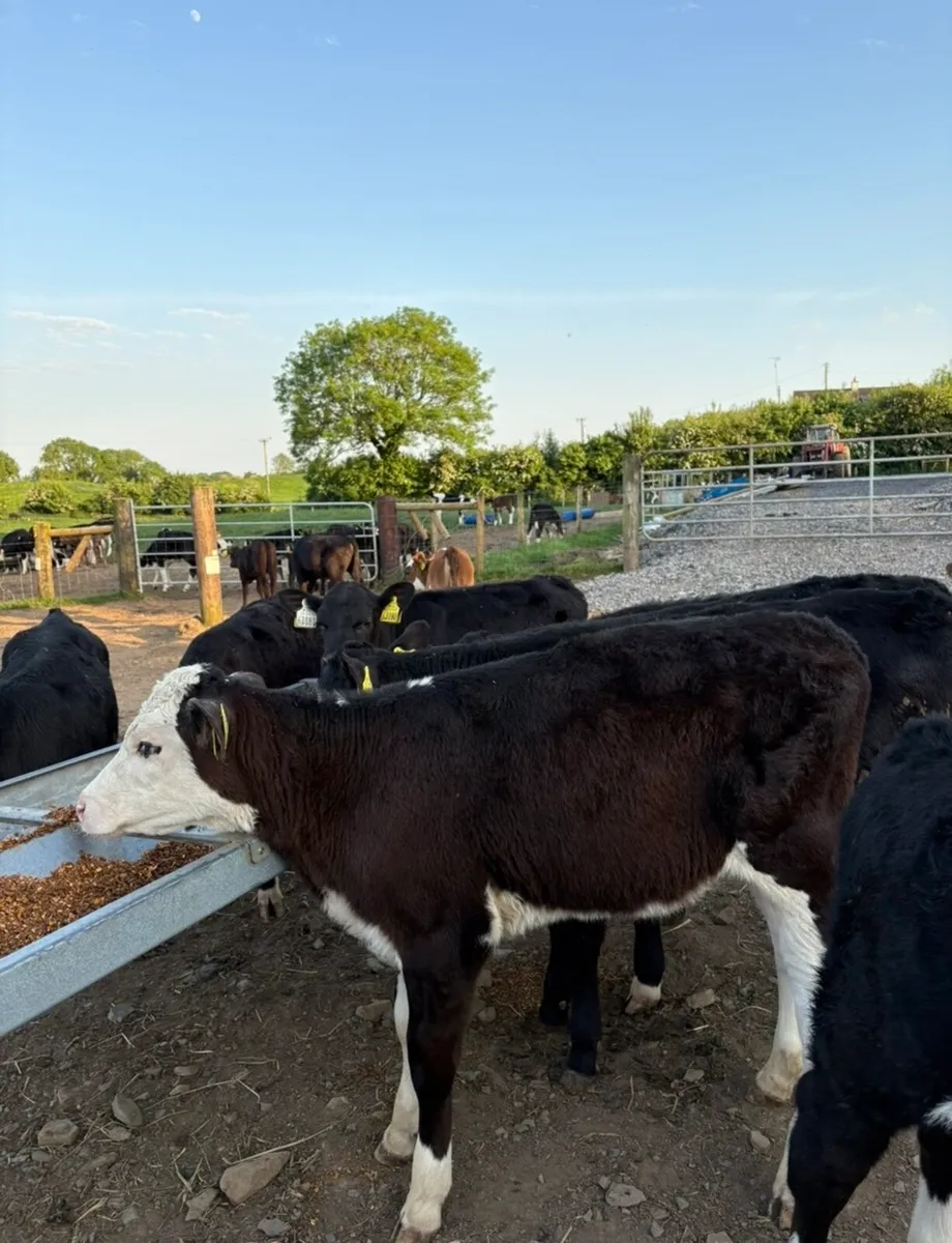 60 smashing reared 3 month old  heifers 🔥🔥 - Image 3