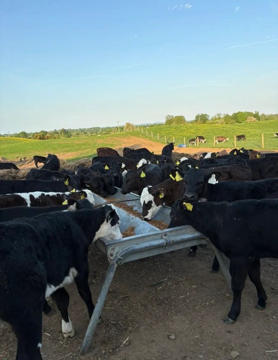 60 smashing reared 3 month old  heifers 🔥🔥 - Image 4