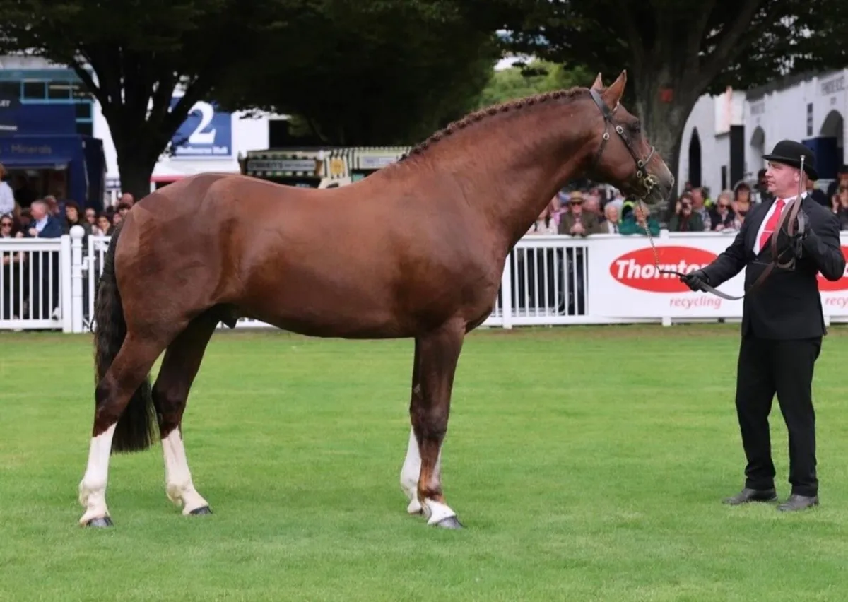 🔱At Stud Moylough Supremacy🔱 - Image 3