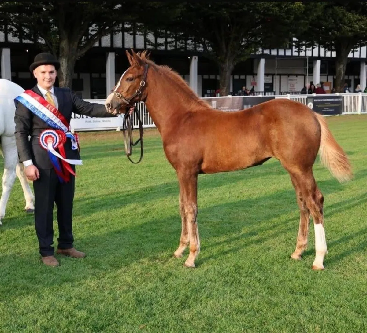 🔱At Stud Moylough Supremacy🔱 - Image 4