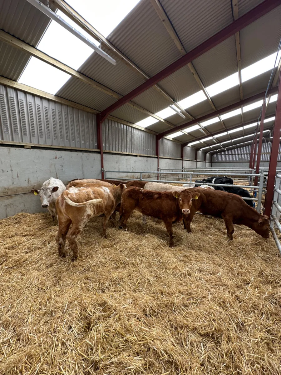 Beef bred heifers - Image 1