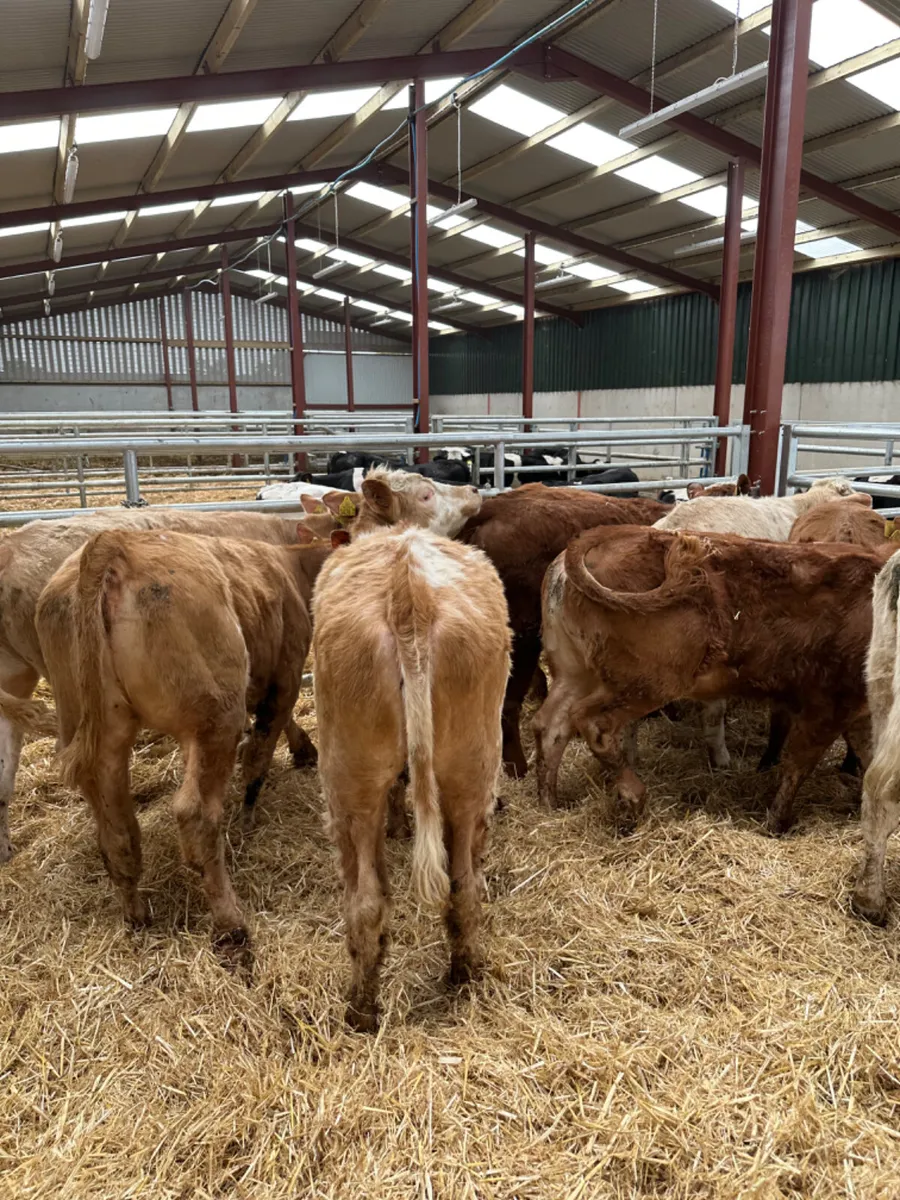 Beef bred heifers - Image 4