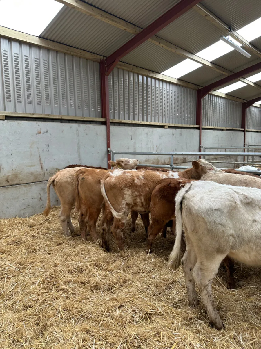 Beef bred heifers - Image 3