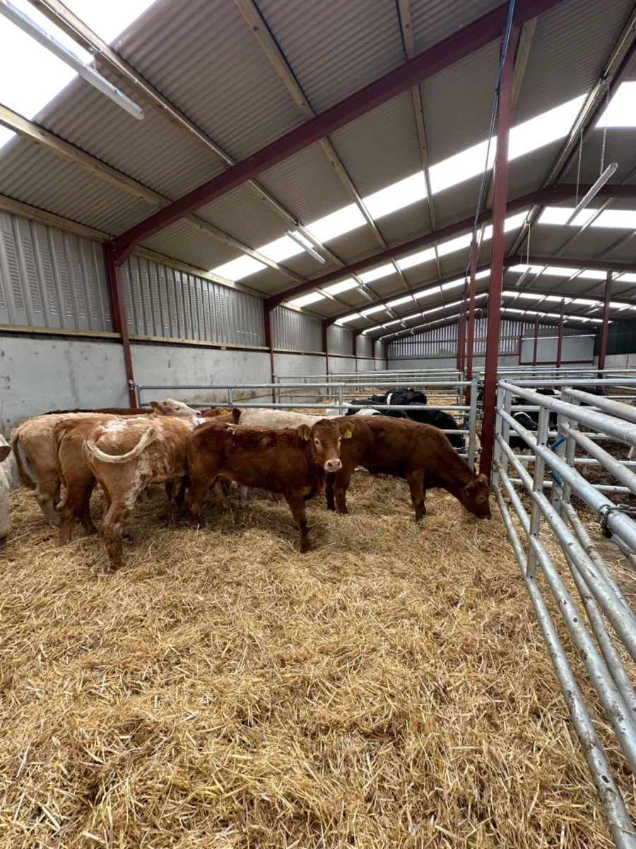 Beef bred heifers - Image 2