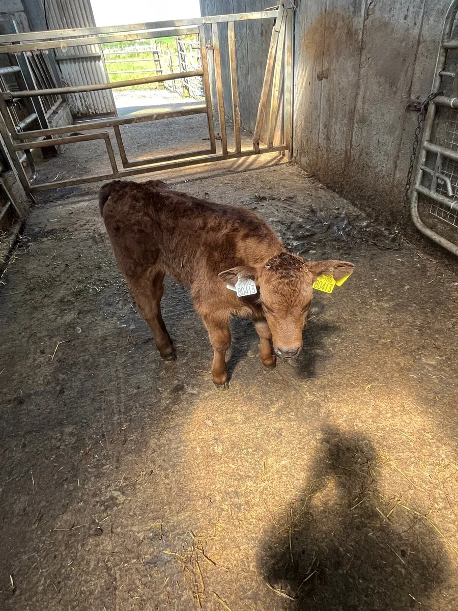 Calf - Image 1