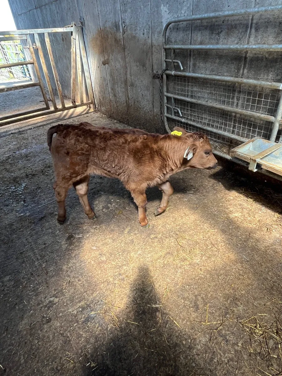 Calf - Image 2