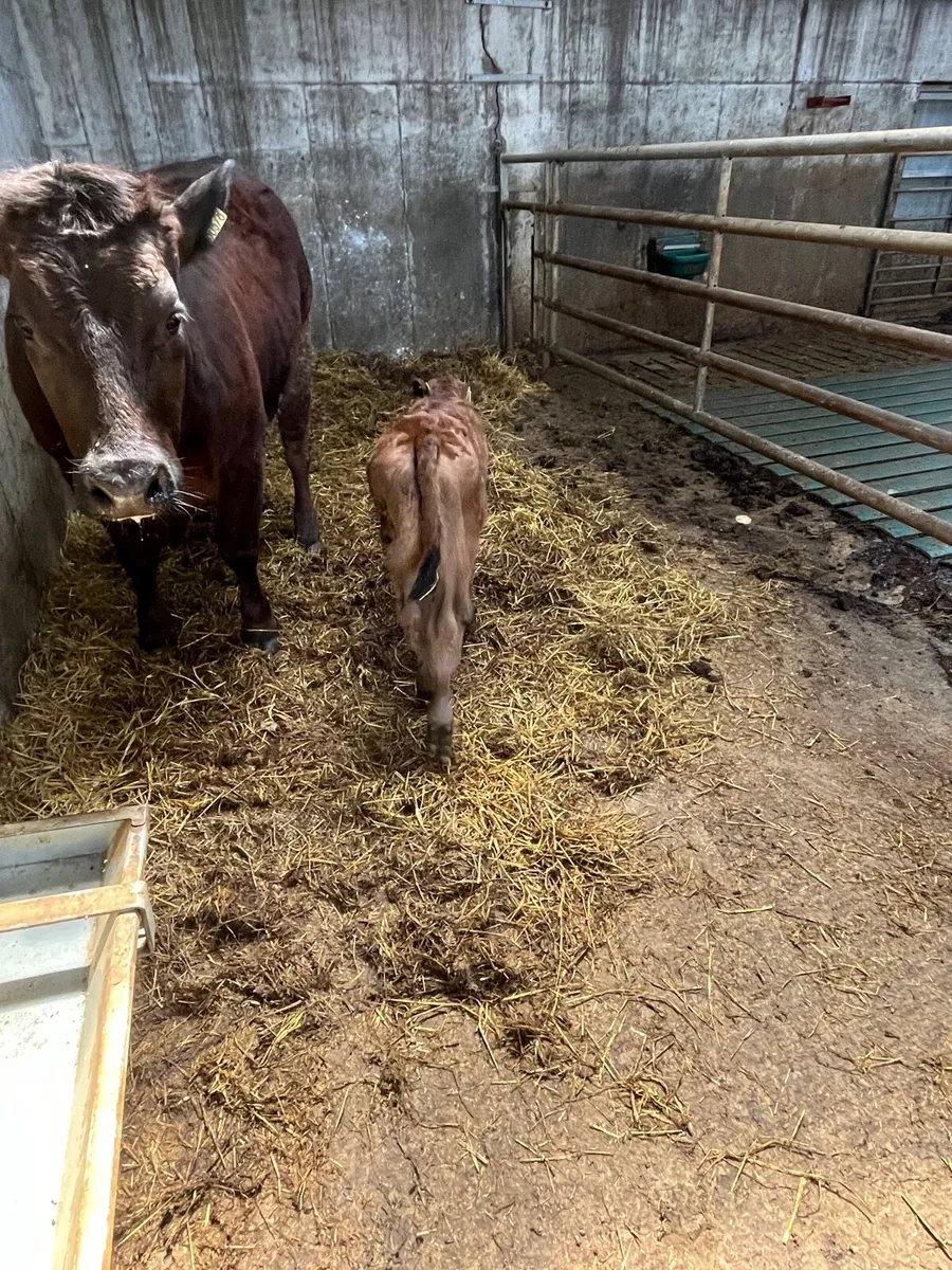 Calf - Image 3