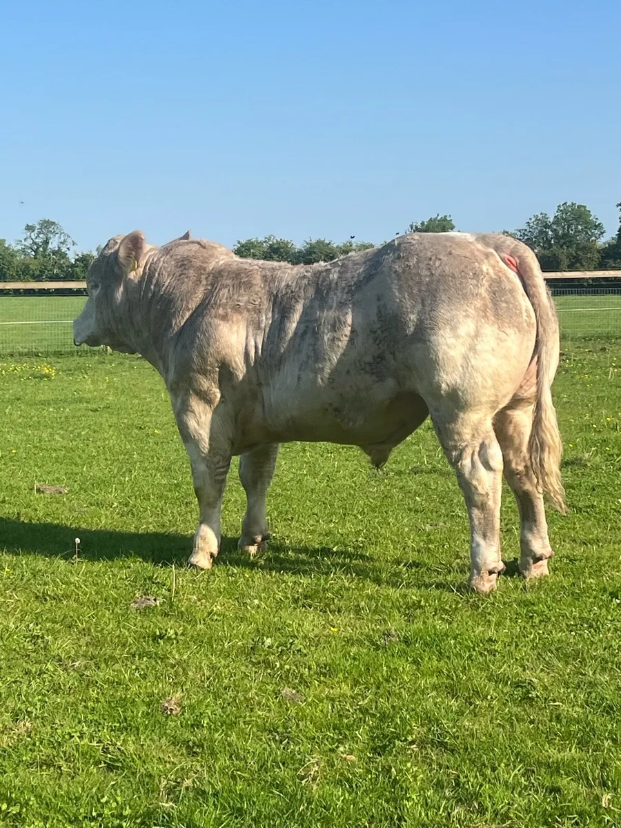 💥💥Charolais bulls💥💥 - Image 2
