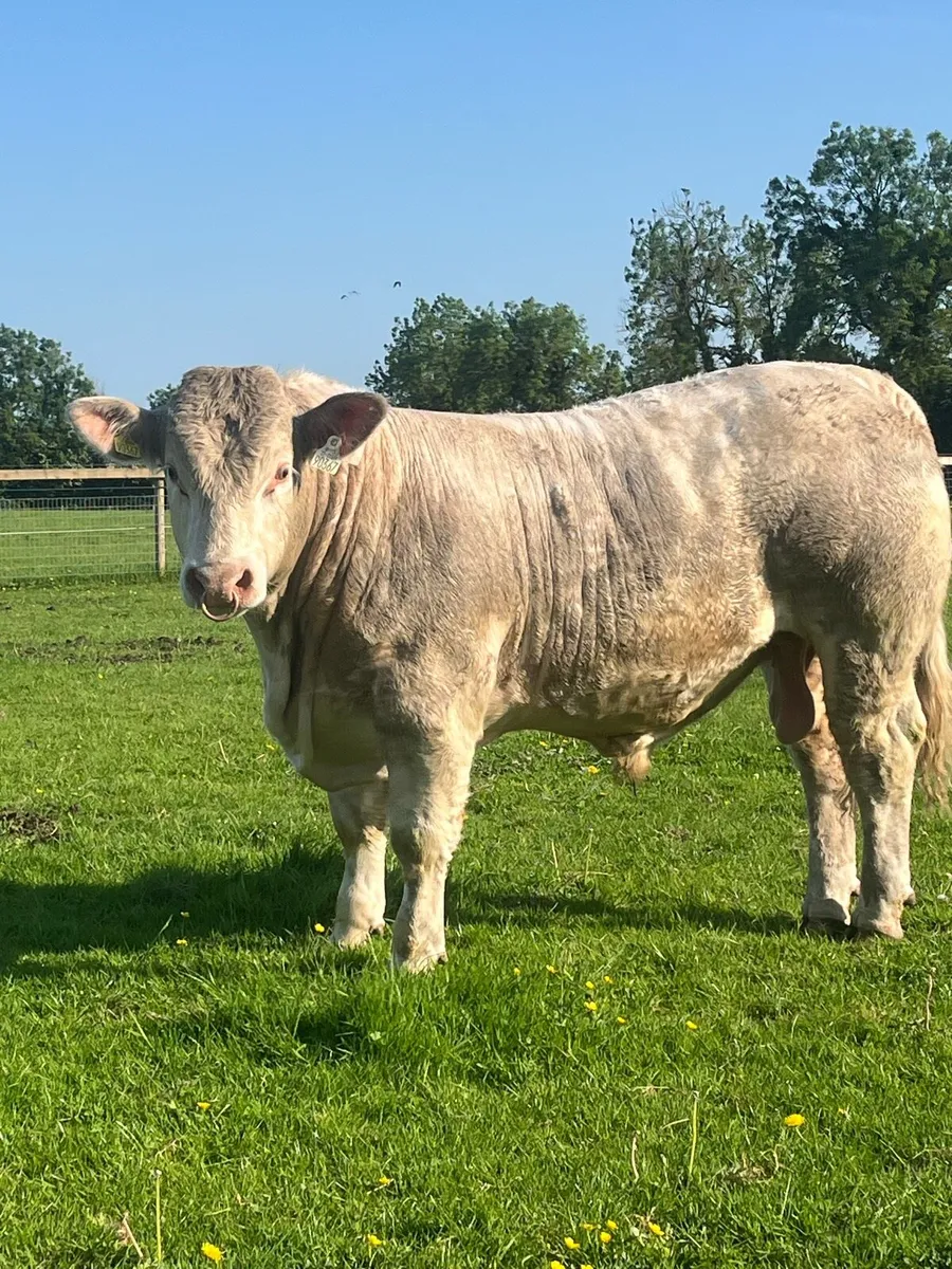 💥💥Charolais bulls💥💥 - Image 3