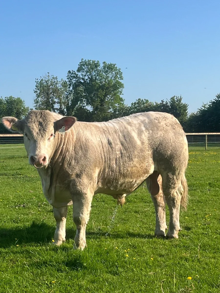 💥💥Charolais bulls💥💥 - Image 4