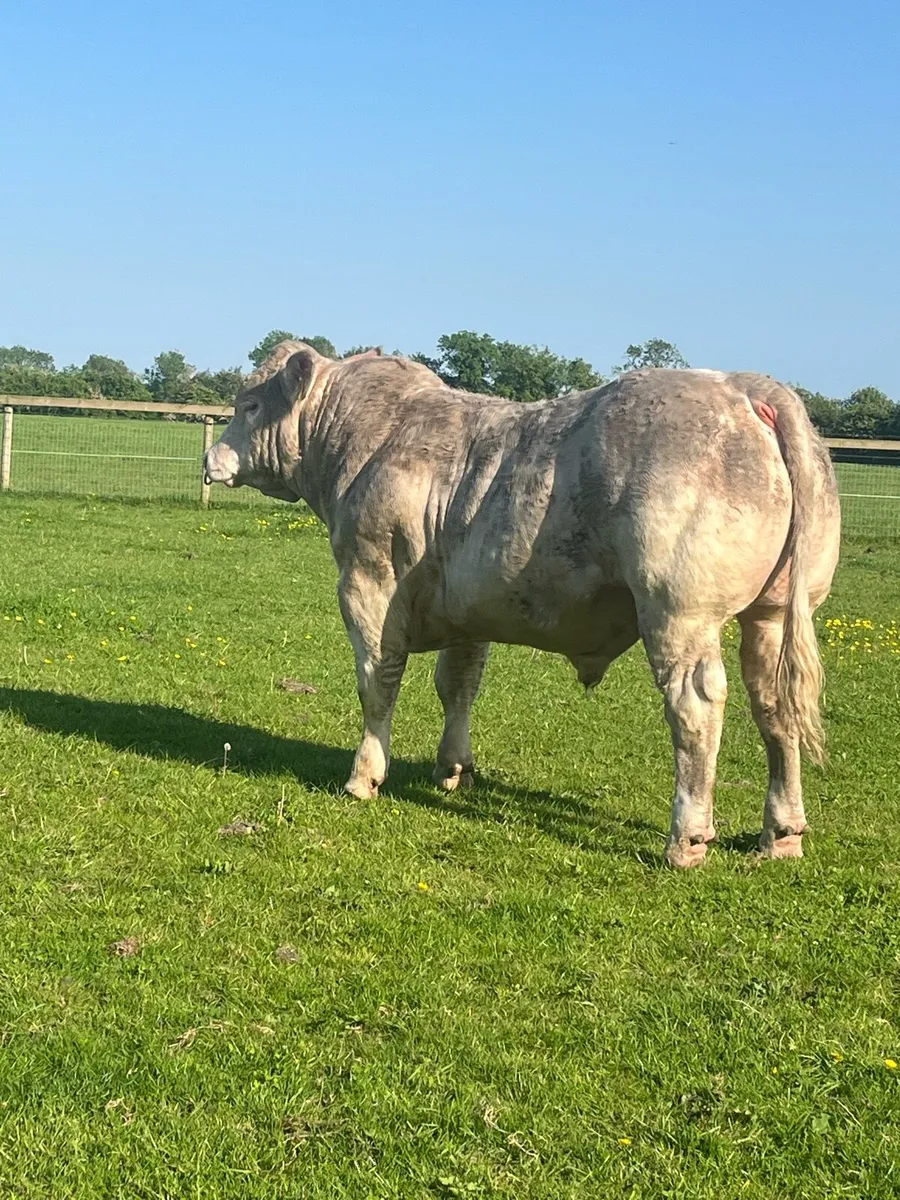 💥💥Charolais bulls💥💥 - Image 1