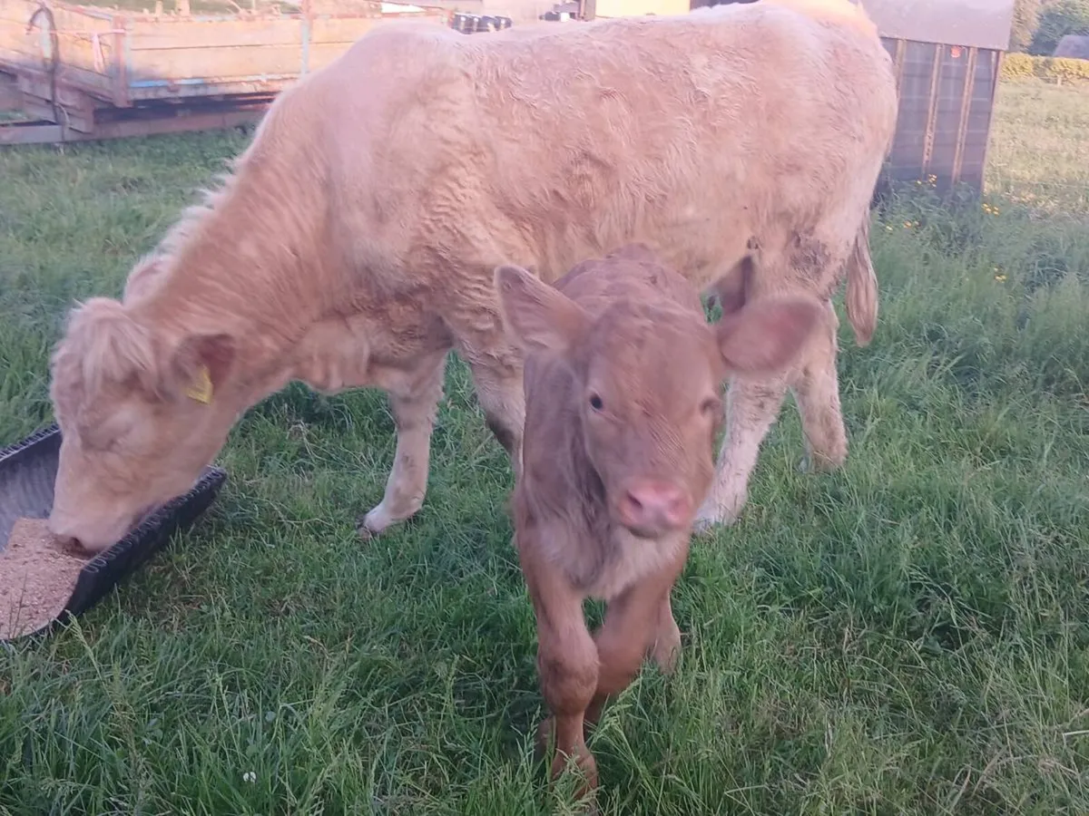 Heifer with calf at foot - Image 2
