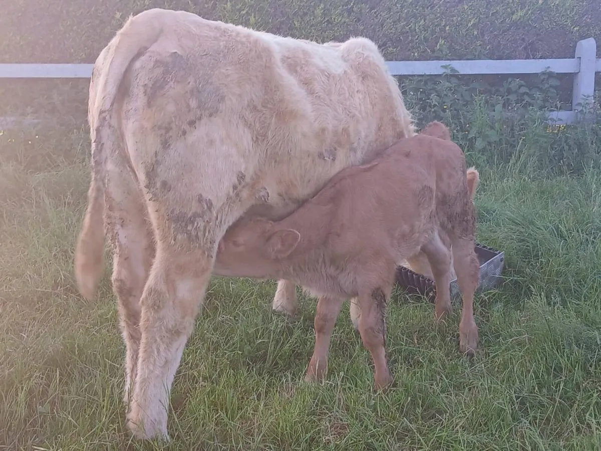 Heifer with calf at foot - Image 3