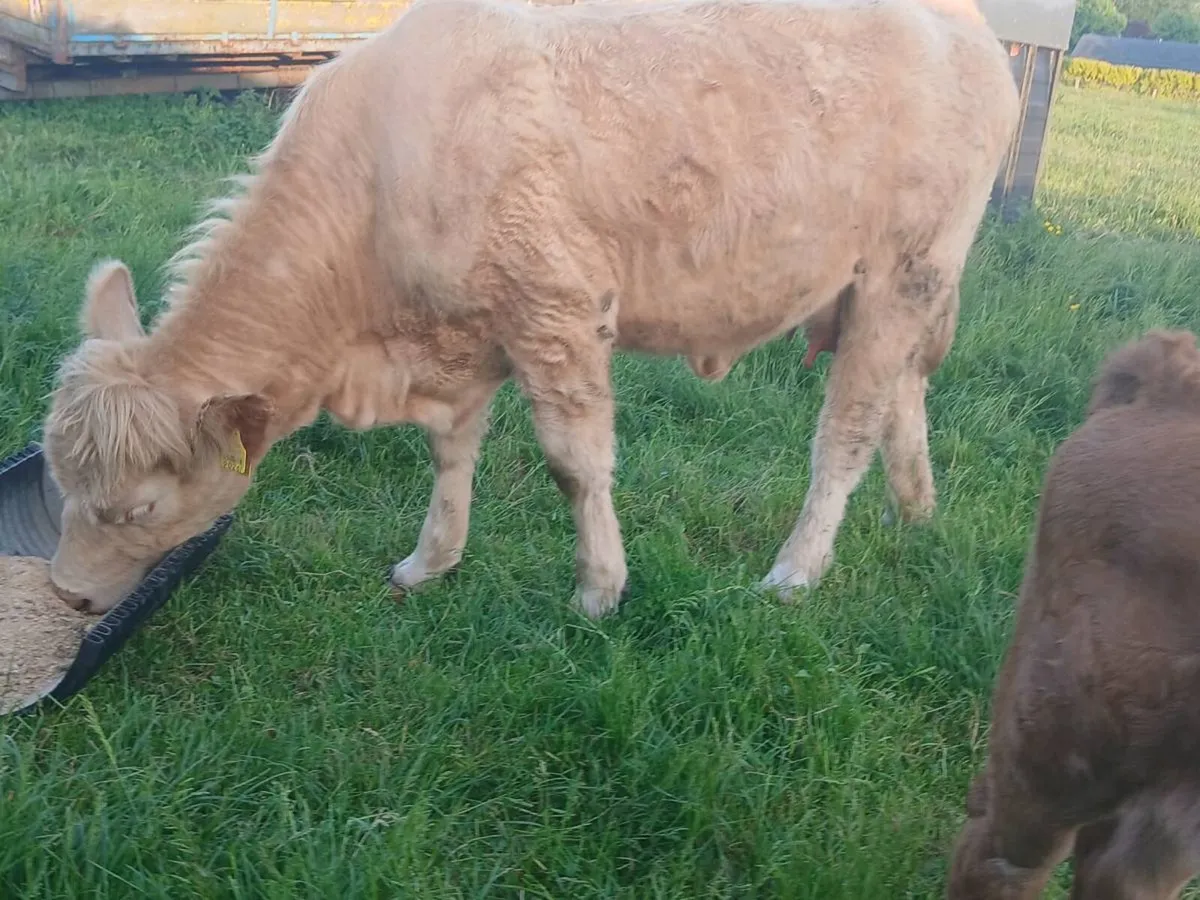 Heifer with calf at foot - Image 4