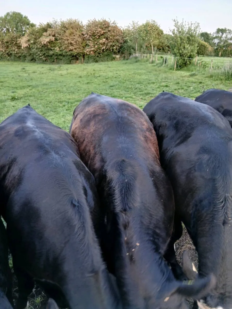 Beef cattle - Image 2