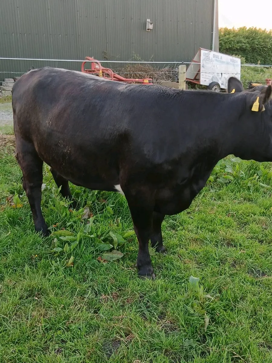 Beef cattle - Image 3