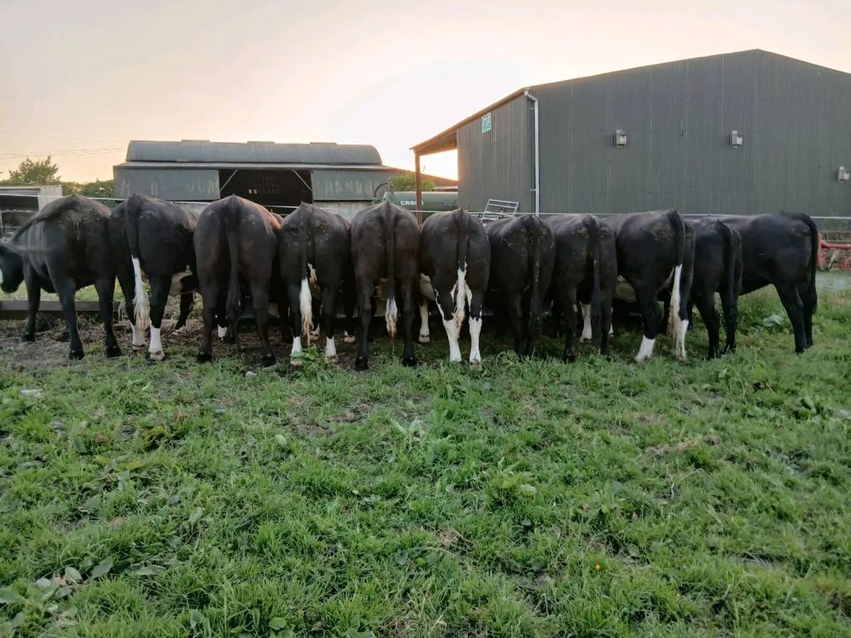 Beef cattle - Image 4
