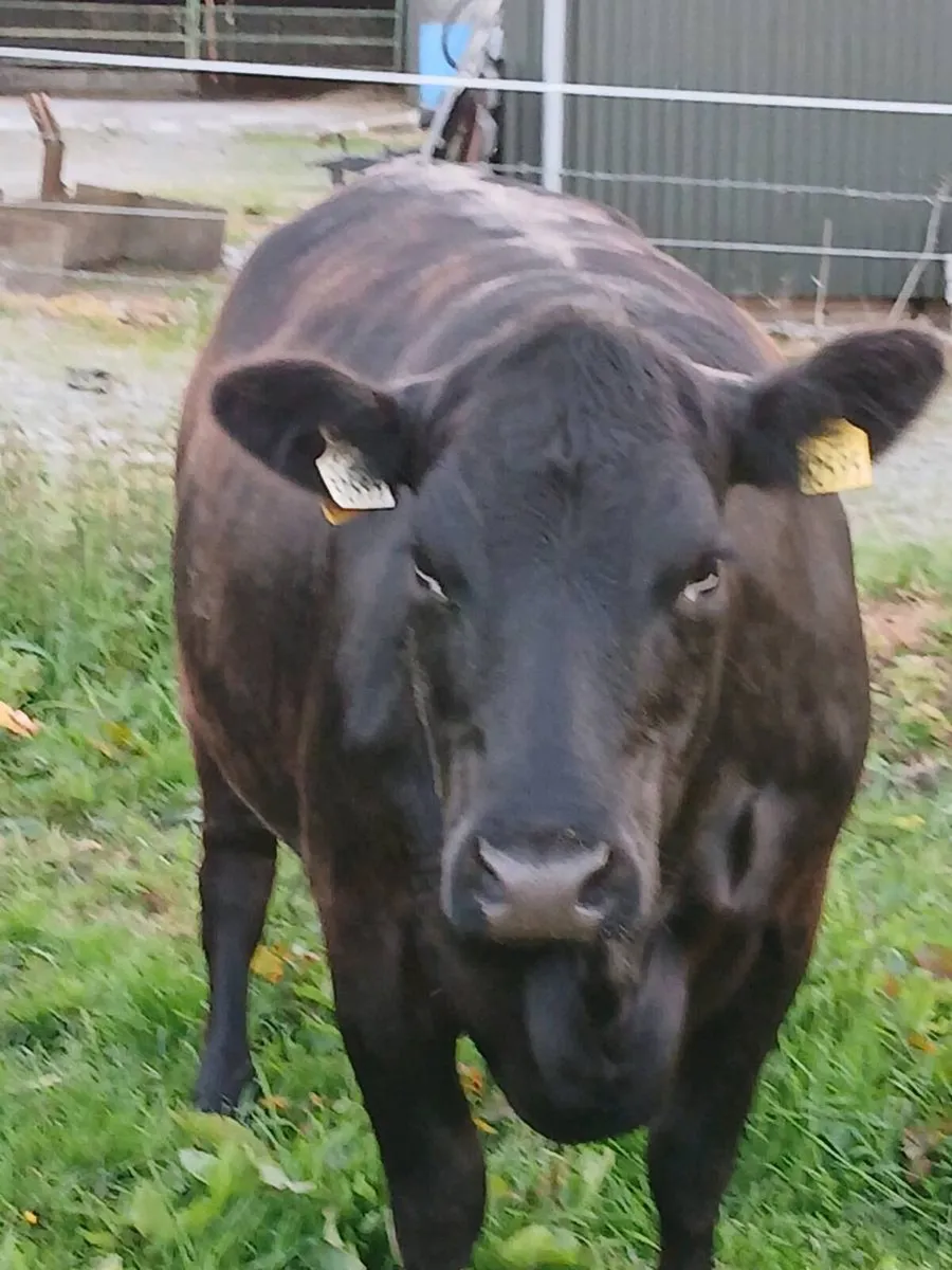 Beef cattle - Image 1