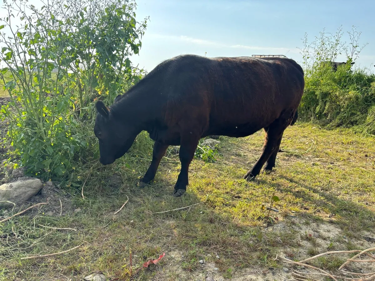 Pedigree Angus incalf heifers - Image 3