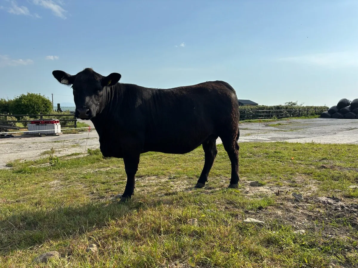 Pedigree Angus incalf heifers - Image 4