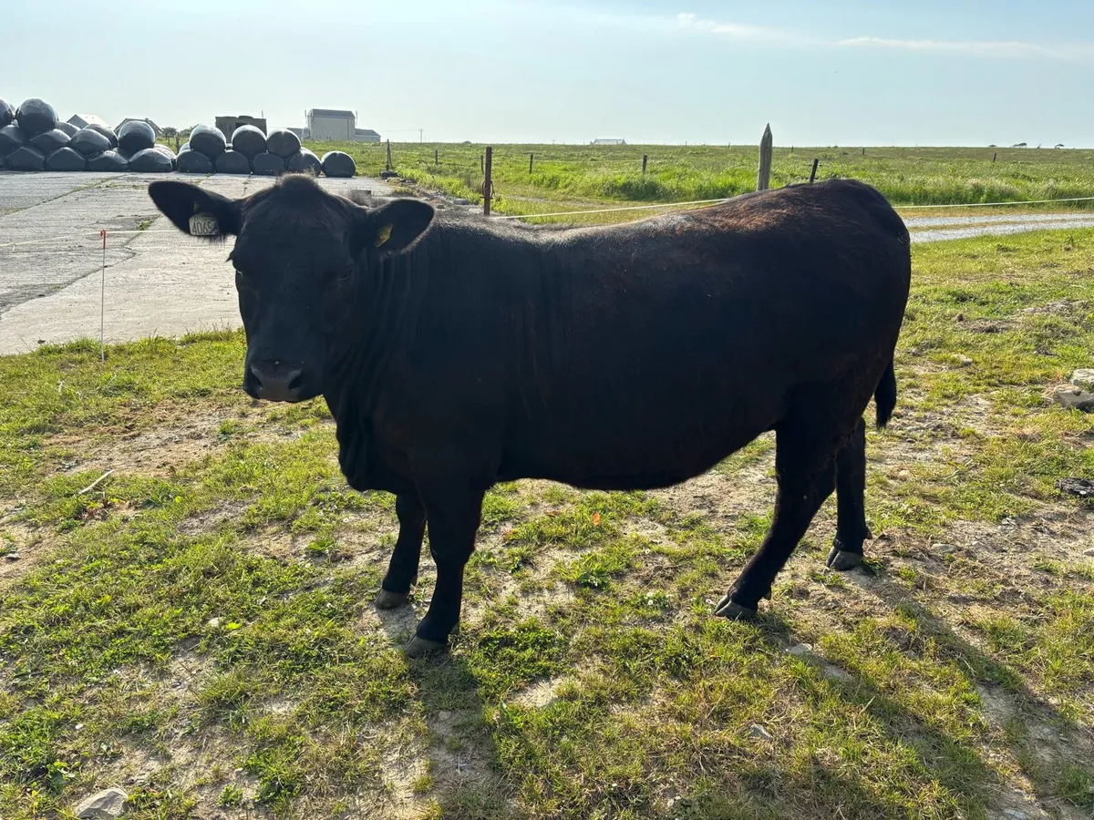Pedigree Angus incalf heifers - Image 2