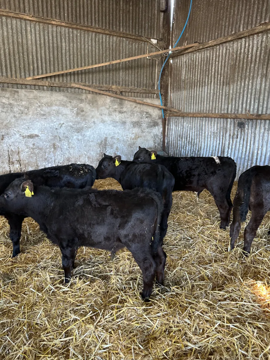 Reared angus bulls - Image 1