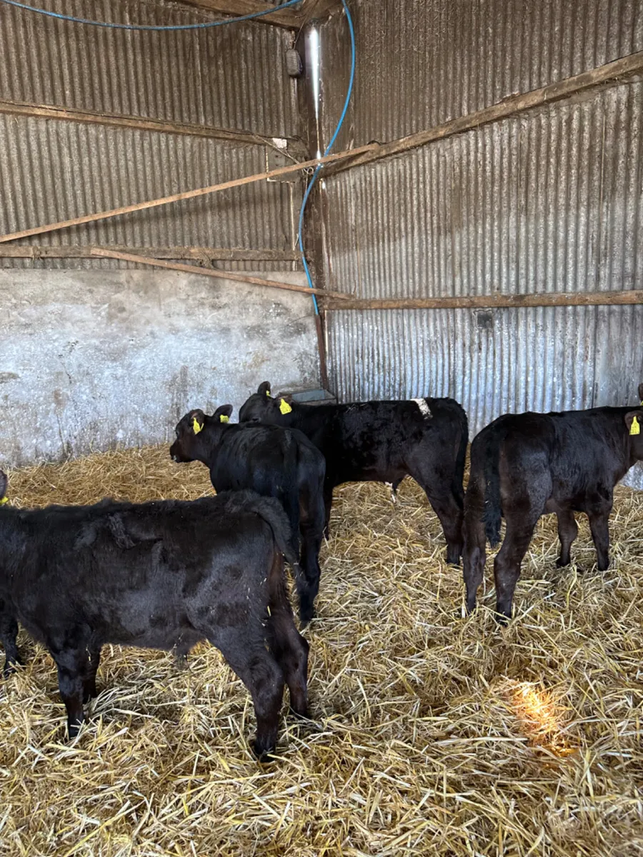 Reared angus bulls - Image 2
