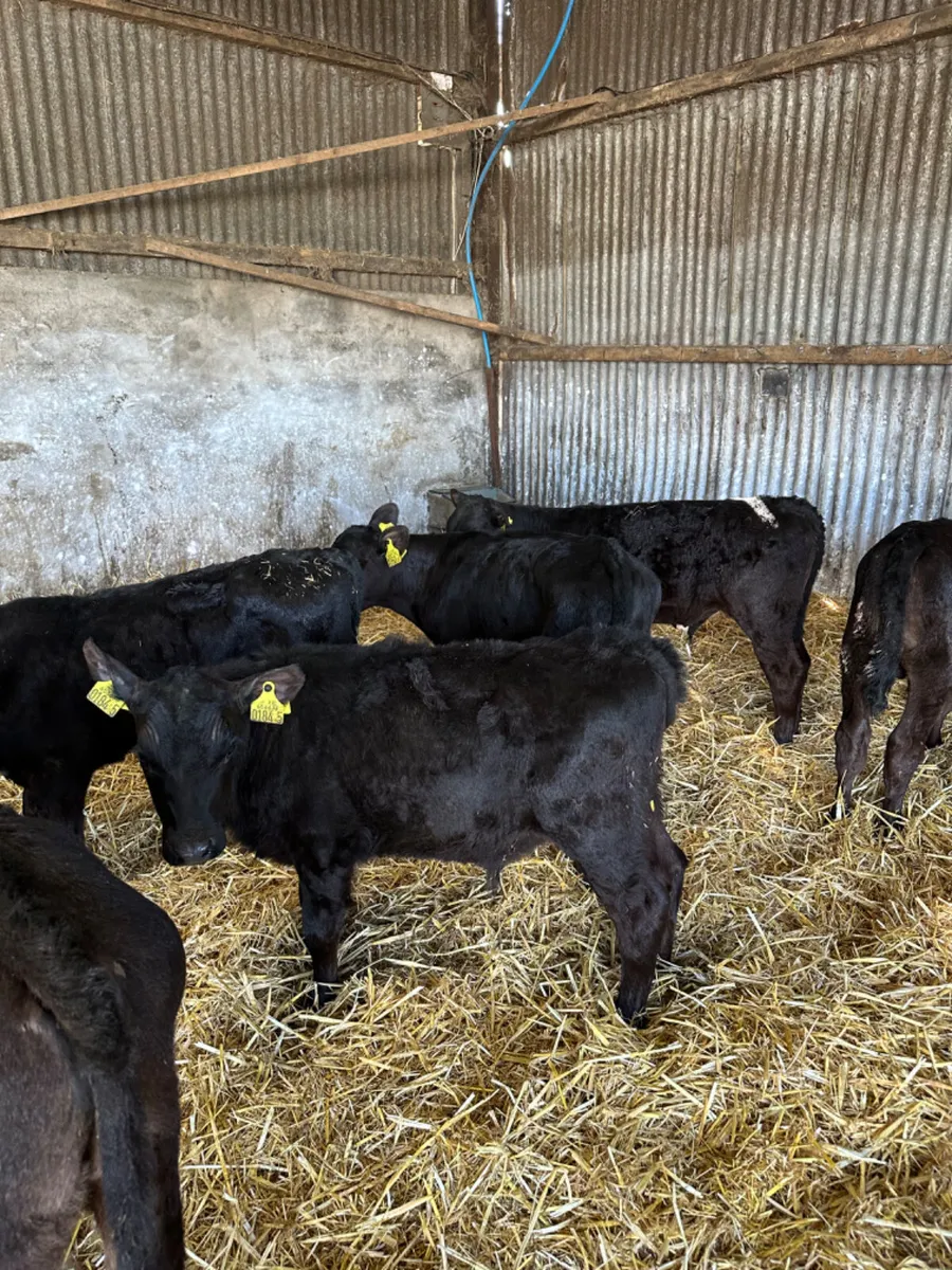 Reared angus bulls - Image 4