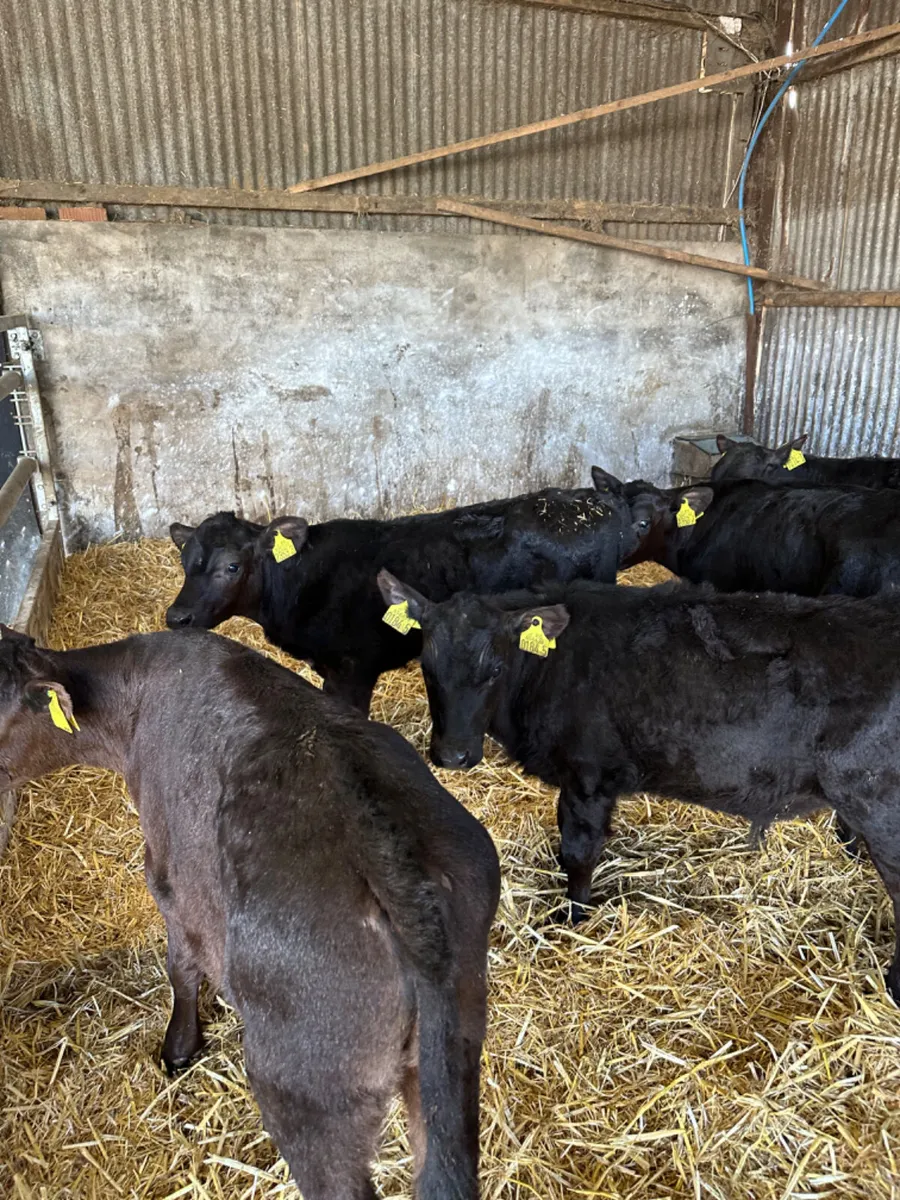 Reared angus bulls - Image 3