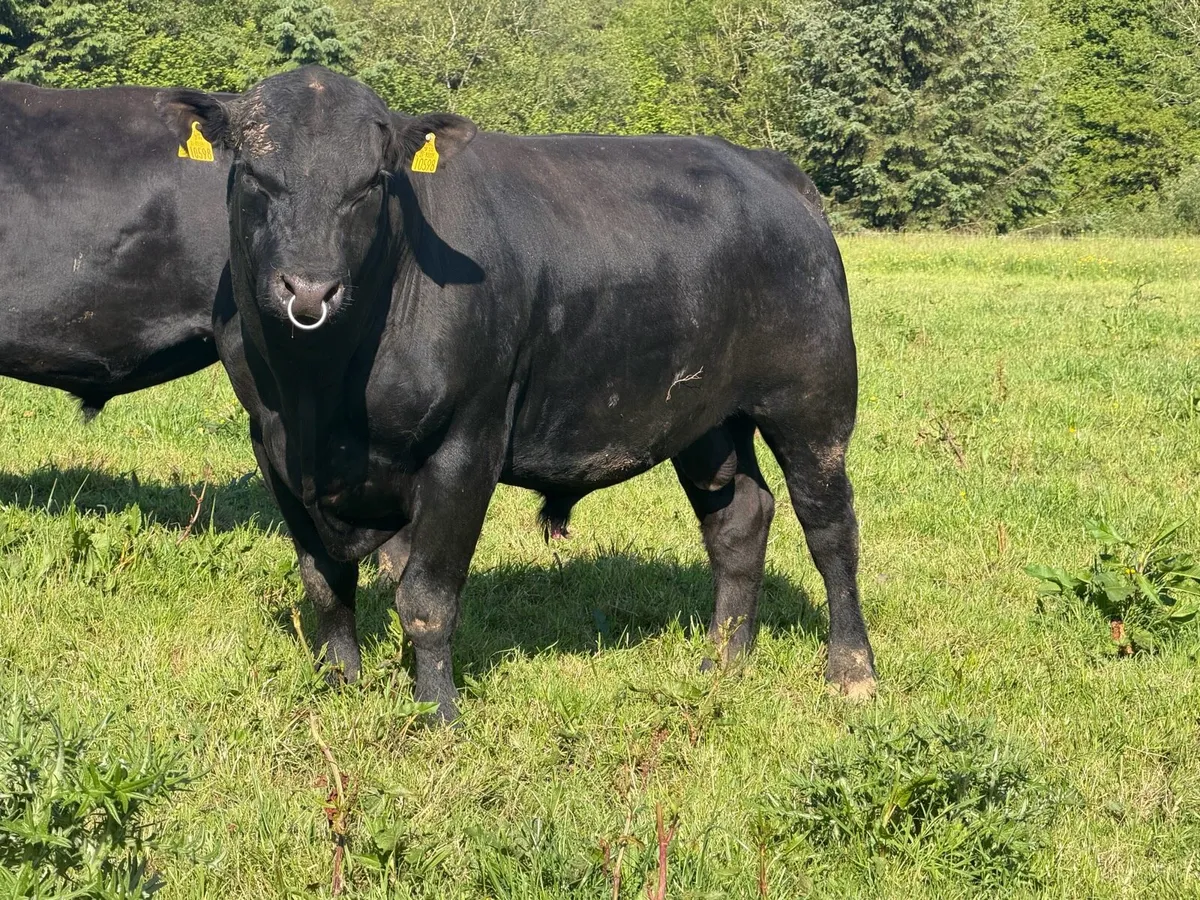2 to 3 year old  Angus bulls - Image 1