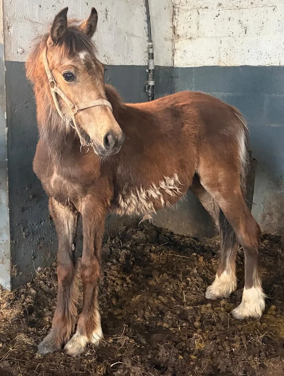 Dun gelding  to make 14.2hh pony - Image 1