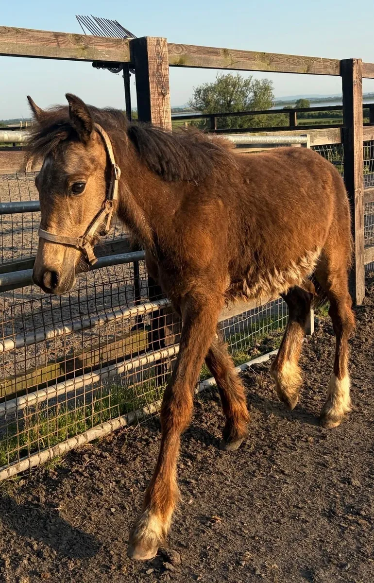 Dun gelding  to make 14.2hh pony - Image 2