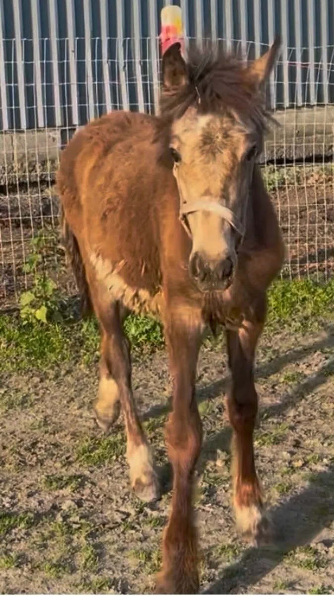 Dun gelding  to make 14.2hh pony - Image 3