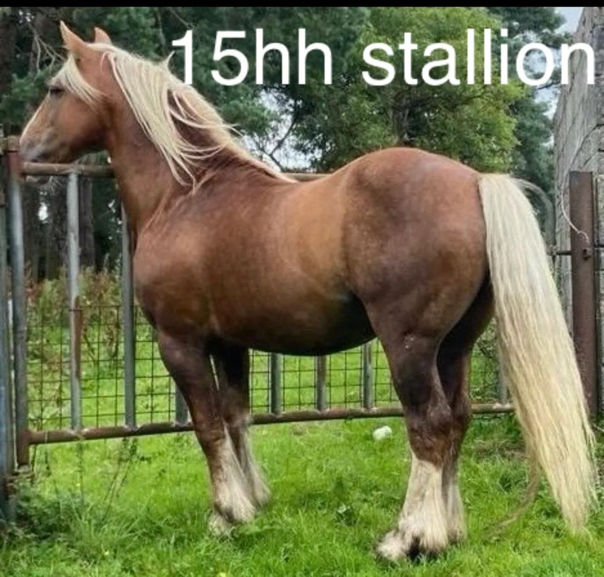 Dun gelding  to make 14.2hh pony - Image 4