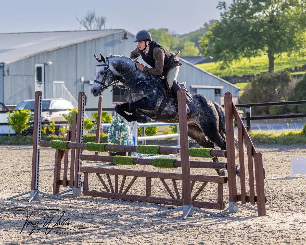 Class 1 Connemara Stallion   Carrowmore Magic Mist - Image 2