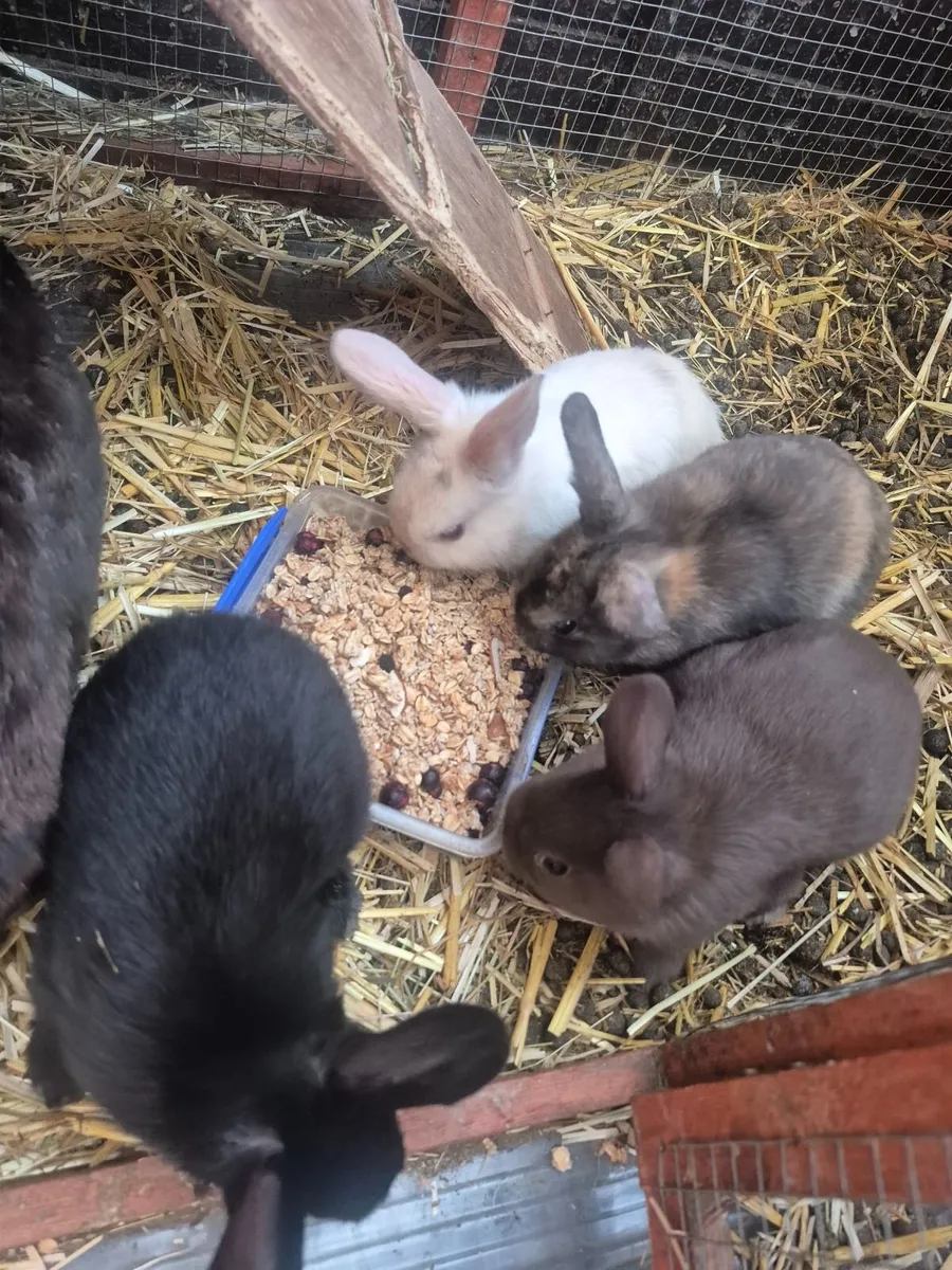 Bunny Rabbits - Image 1