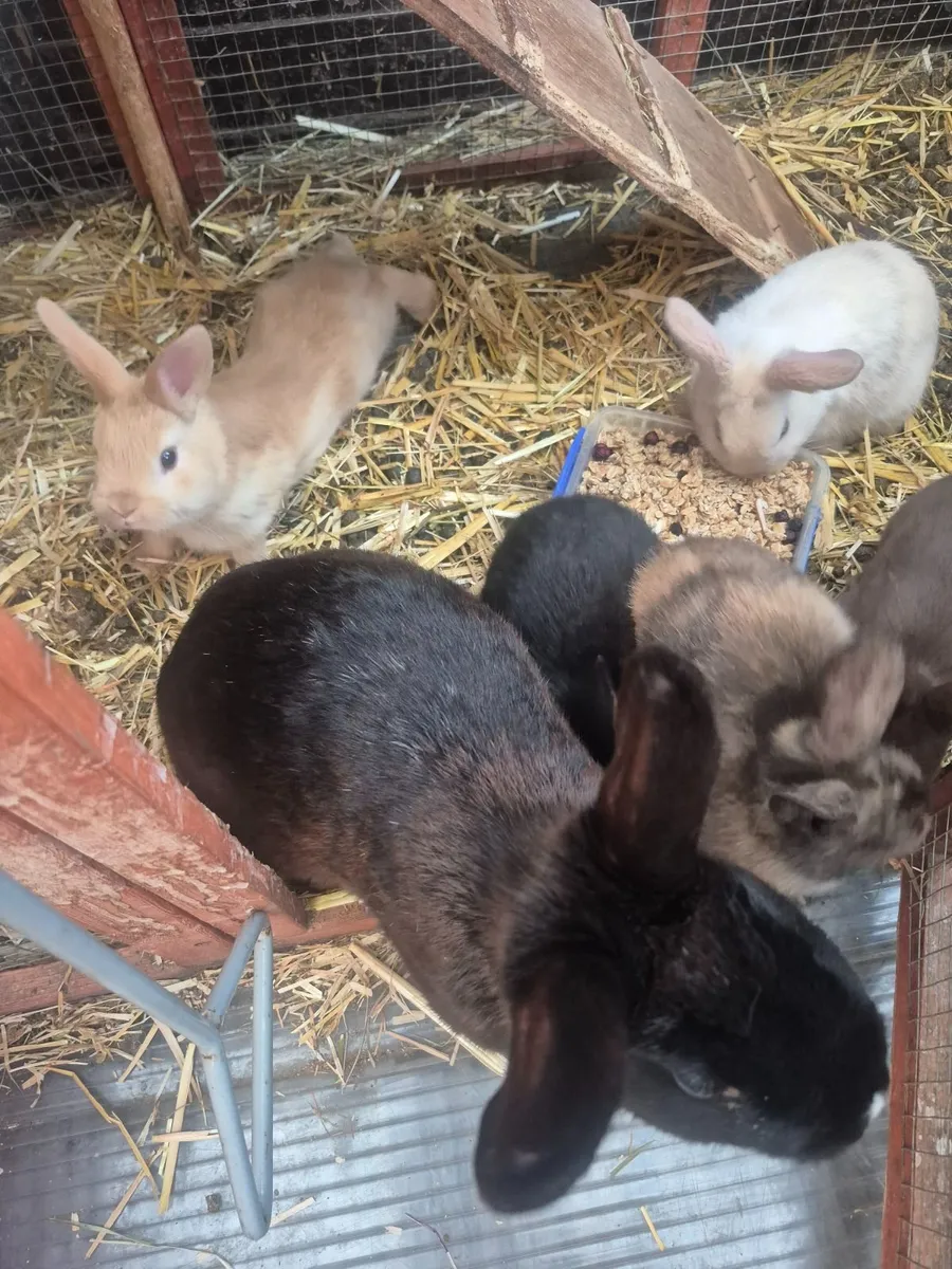 Bunny Rabbits - Image 3