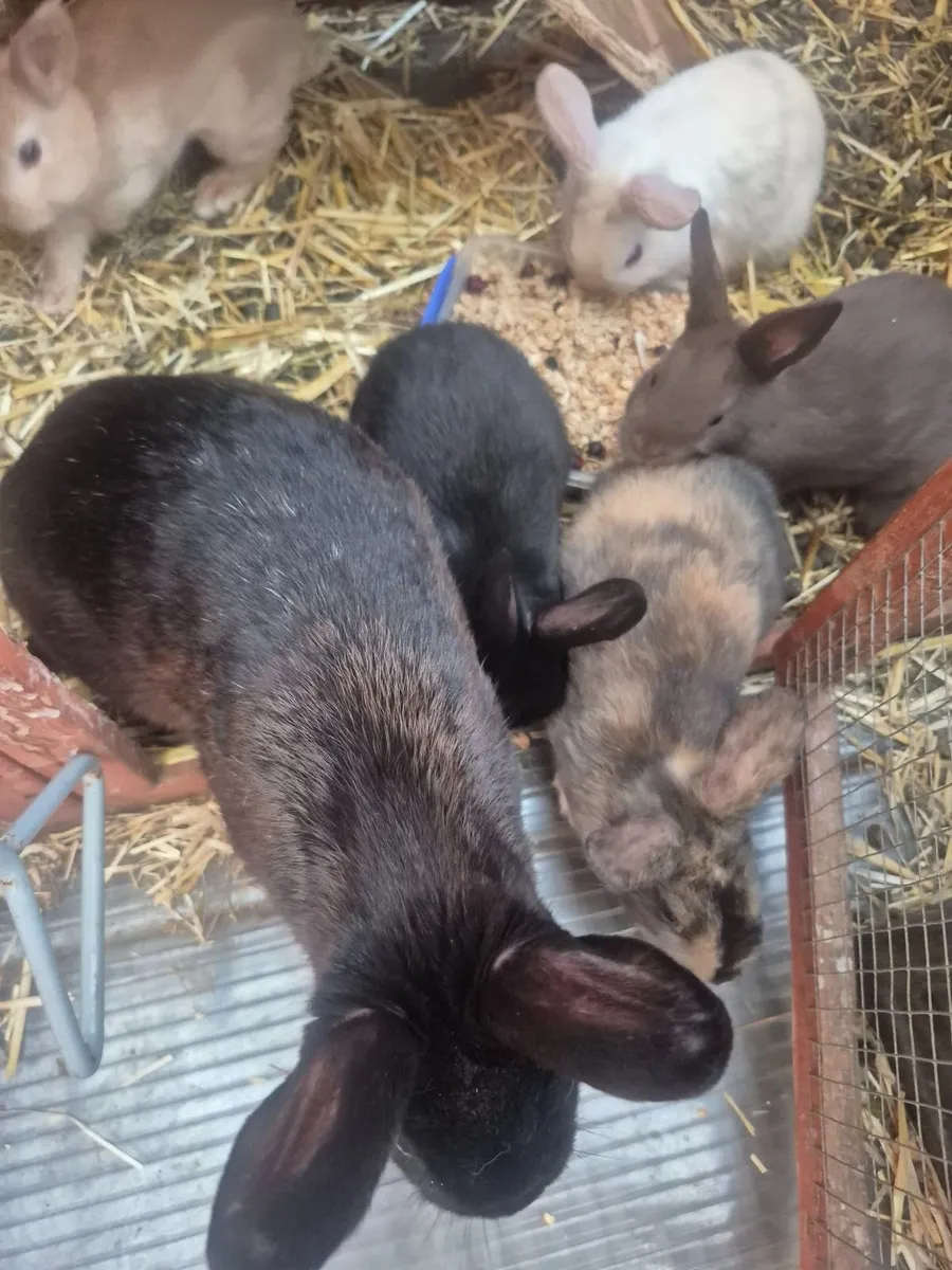 Bunny Rabbits - Image 2